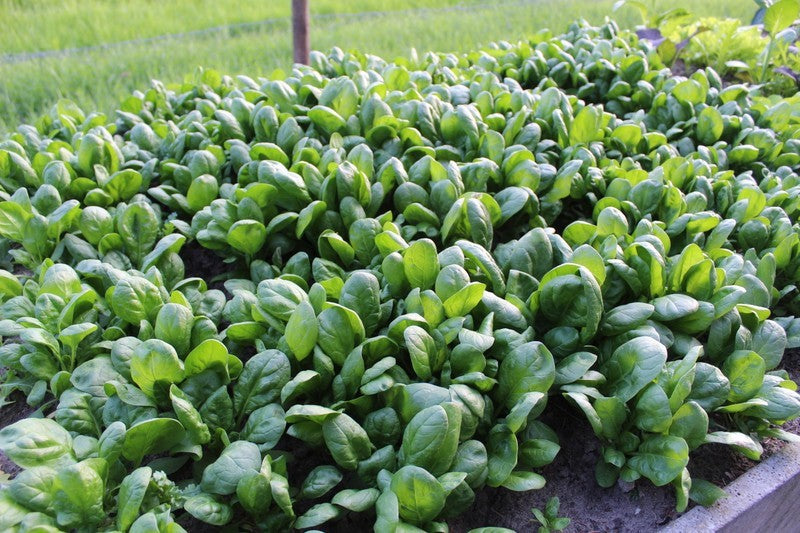 Wachten op beter weer voor de Moestuin(-ders)...