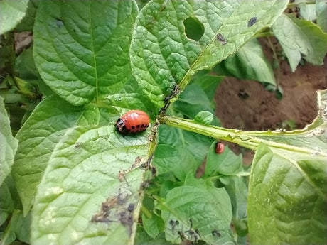 Plagen in de moestuin..