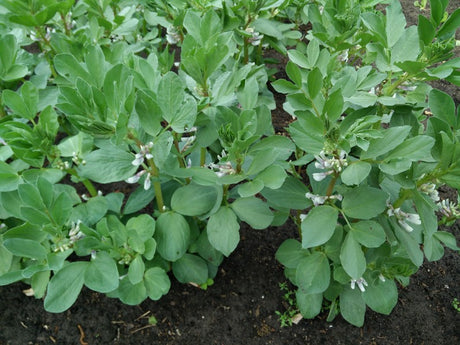 Tuinbonen zaaien - Een verrassend lekkere groente, makkelijk te kweken