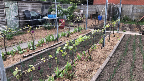 De reorganisatie in mijn moestuinleven gaat verder