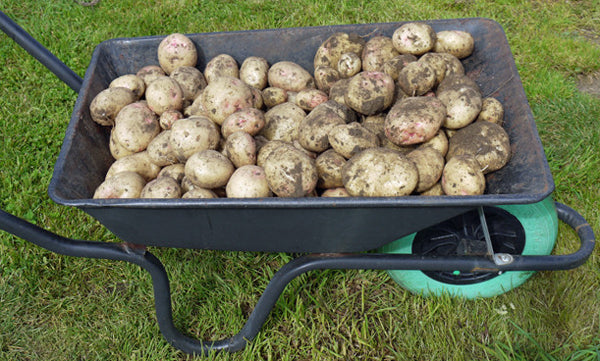 Kruiwagen vol aardappelen