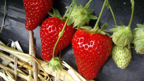 Aardbeien vanuit zaad kweken in de moestuin