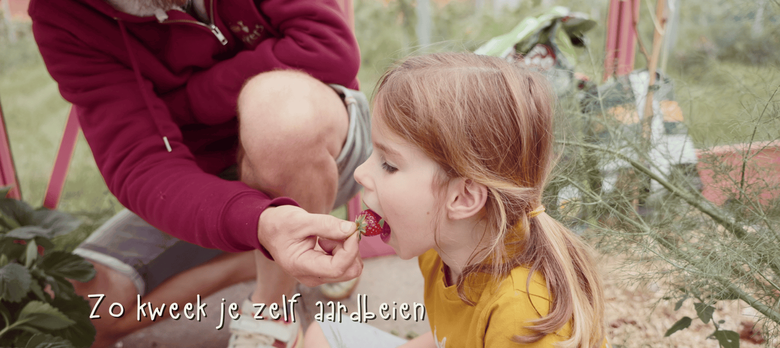 Aardbeien kweken - 7 tips en methodes voor massa's aardbeien