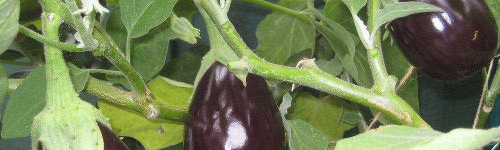 Aubergine zaaien info Moestuinweetjes.com