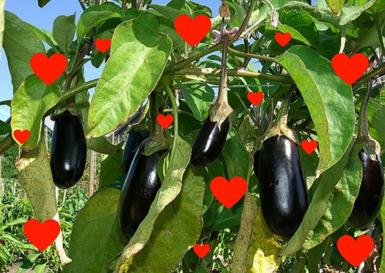 Aubergines kweken in de moestuin