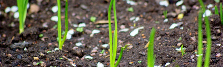 Augustus Zaaikalender Moestuinweetjes