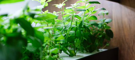 Starten met je moestuin binnenshuis