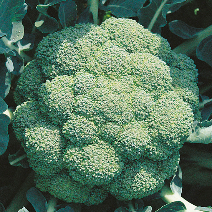 Broccoli kweken - van broccoli zaaien tot oogsten