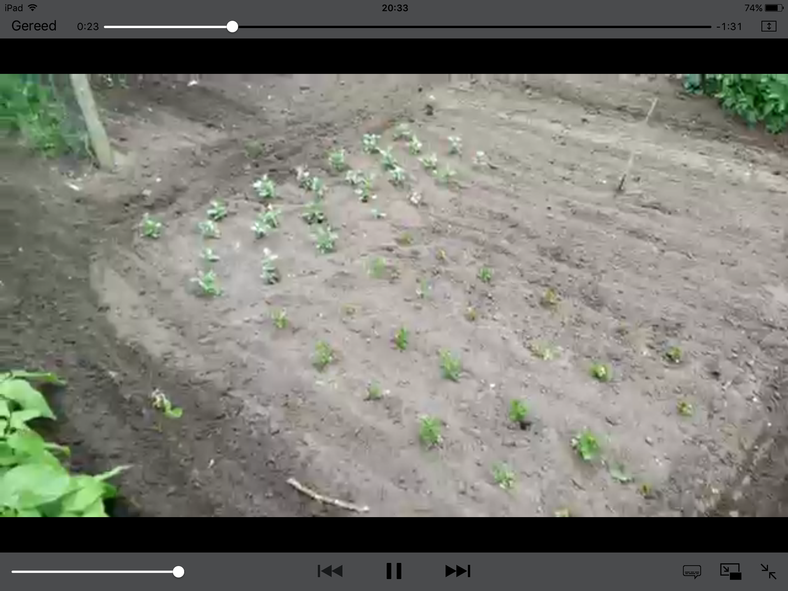 De laatste grote moestuin van Wim