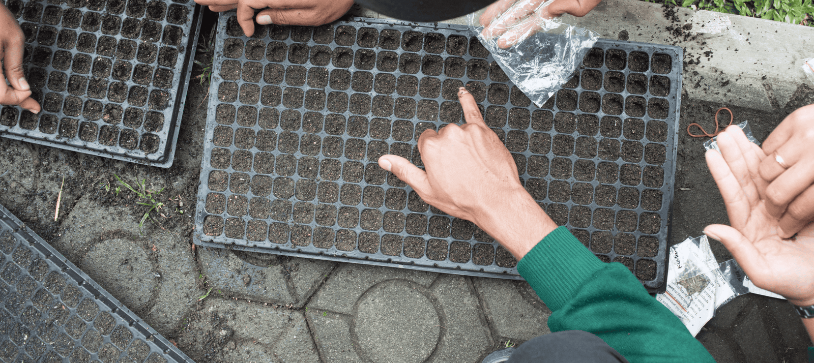 🗓️  Zaaien in maart: moestuinkalender