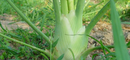 Knolvenkel zaaien info op Moestuinweetjes.com