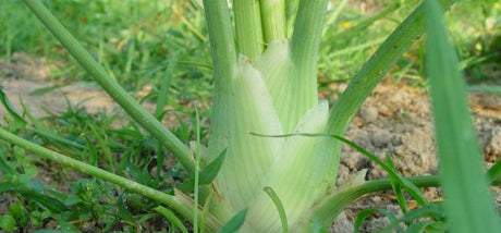 Knolvenkel zaaien info op Moestuinweetjes.com