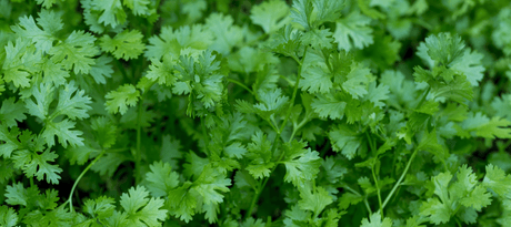 Koriander zaaien - snelle start info