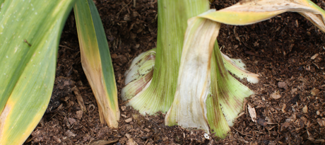 Kweekgids voor olifanten knoflook (reuzenknoflook)