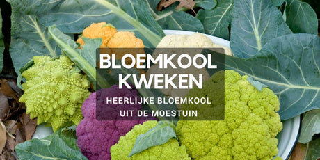 Bloemkool kweken in de moestuin