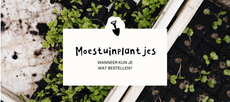 Moestuinplantjes in onze webwinkel - Wanneer kun je wat bestellen?