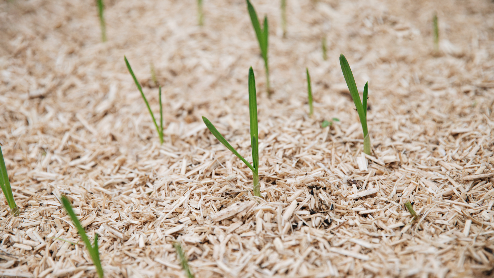 Wat is mulch en waarom zou je het toepassen in de moestuin?