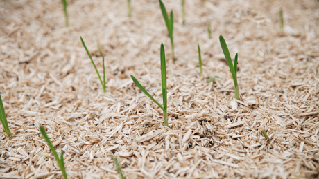 Wat is mulchen en waarom zou je het doen in de moestuin?