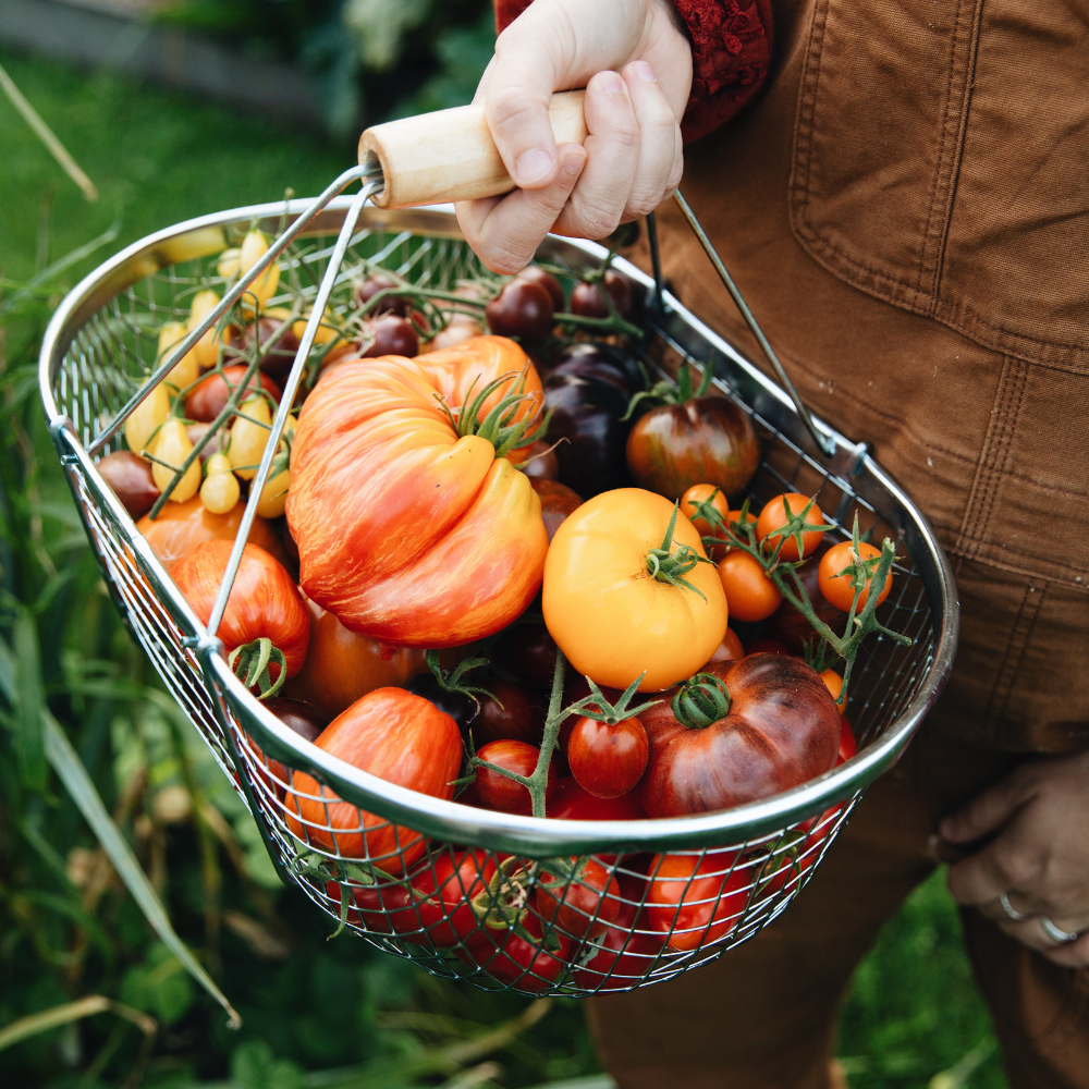 🗓️  Zaaien in juli: moestuinkalender