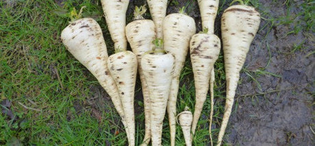 Pastinaak zaaien info op Moestuinweetjes.com