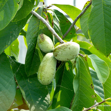 Pawpaw (Asimina Triloba) : een verrassende, exotische vrucht voor in je moestuin