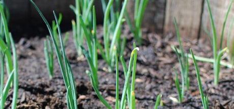 Stengelui zaaien info op Moestuinweetjes.com