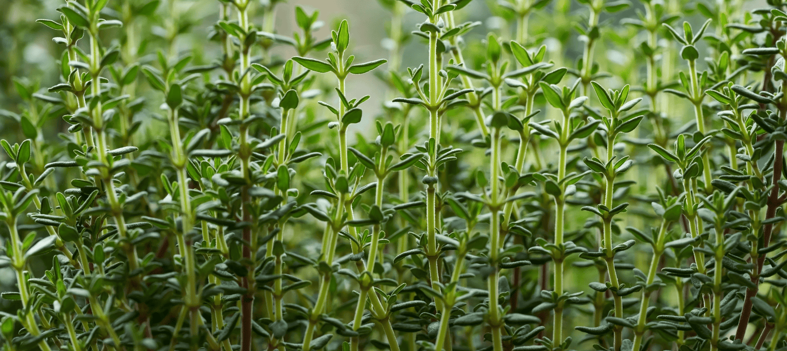 Tijm zaaien - snelle startfiche