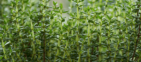 Tijm zaaien - snelle startfiche