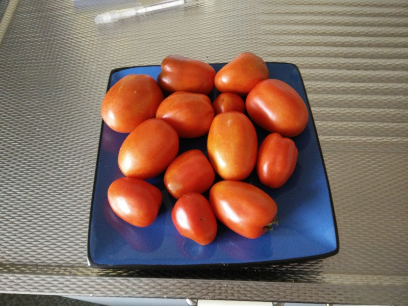 Tomaten in de moestuin