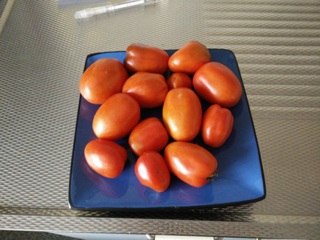 Tomaten in de moestuin