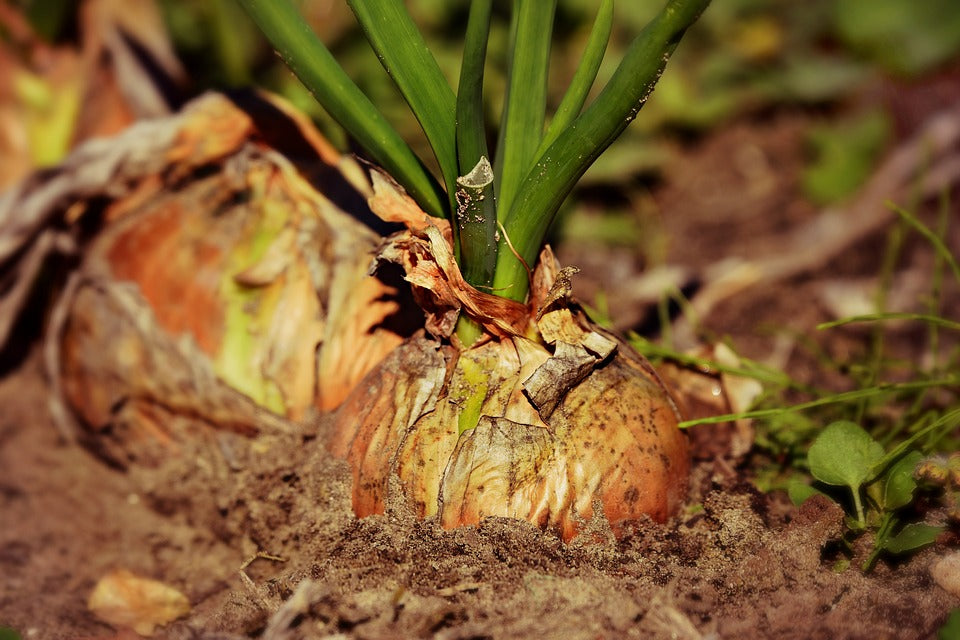 Uien kweken - Mijn 4 favoriete teelten en 3 teelwijzen om uien te zaaien en planten