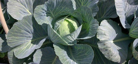 Witte kool zaaien info op Moestuinweetjes