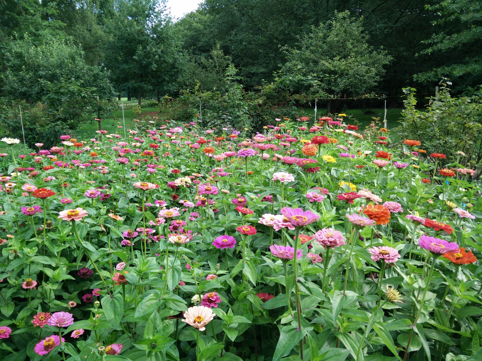 Zinnia's in de moestuin