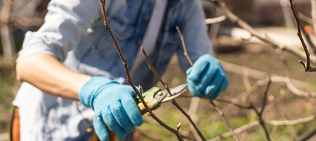 Appelboom snoeien