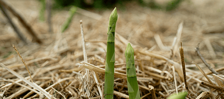 Groene asperge