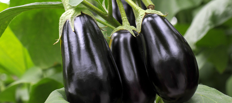 Aubergines kweken in de moestuin