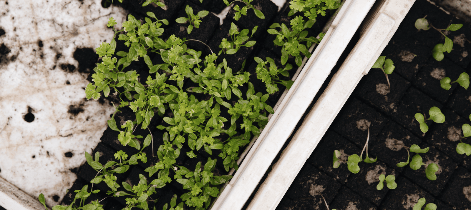 Moestuinplantjes