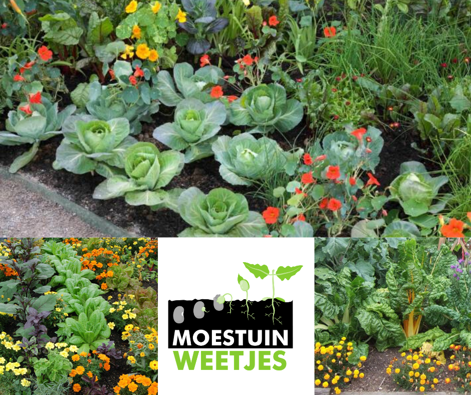 combinatieteelt in de moestuin