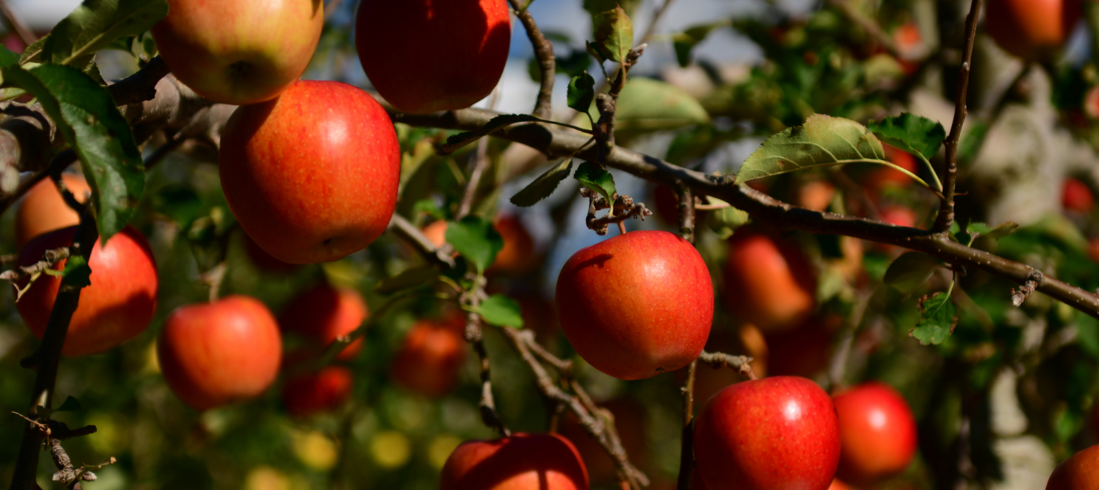 Een fruitboom planten