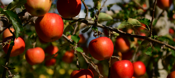 Een fruitboom planten - laagstam, een zuilboom of patioboom - 10 tips