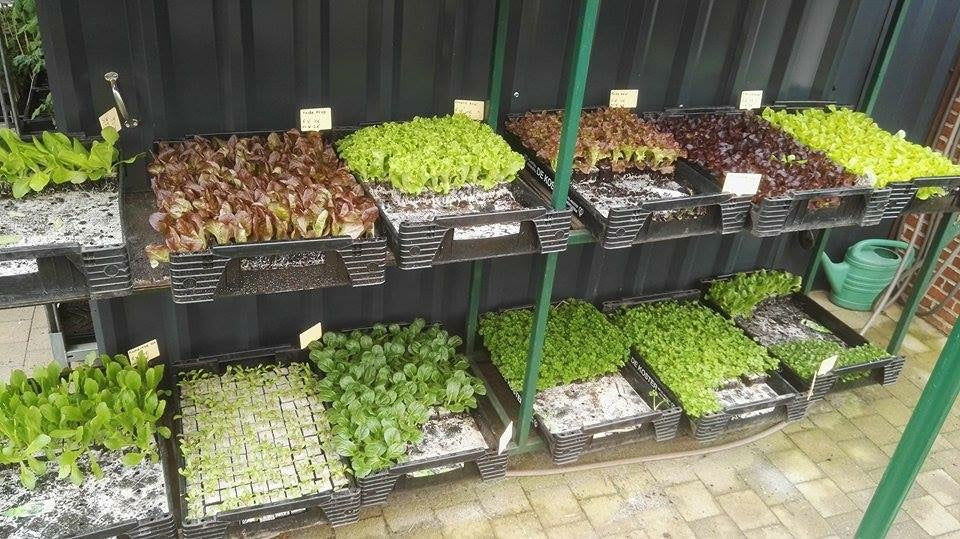 Moestuin plantjes te koop