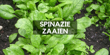 Spinazie zaaien