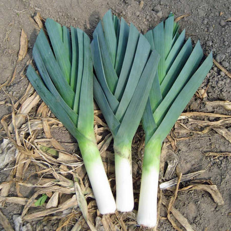 prei kweken in de moestuin