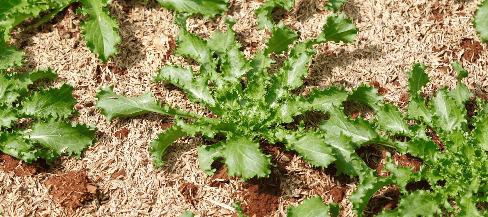 Andijvie zaaien - snelle teeltfiche