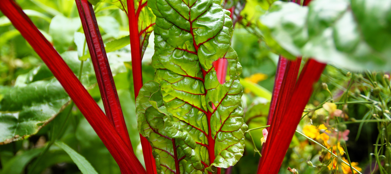 Warmoes / Snijbiet zaaien - snelle startinfo