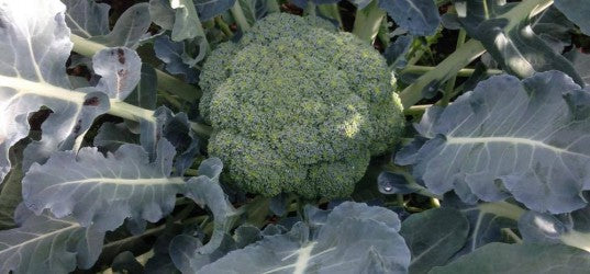 Broccoli zaaien - snelle startfiche
