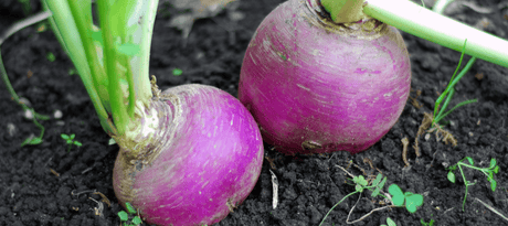 Raap (kool-) zaaien - snelle start info