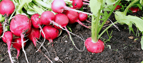 Radijs zaaien - snelle startfiche