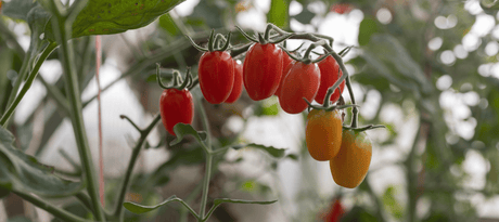Tomaten zaaien - snelle startfiche