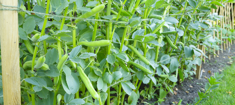 Tuinboon zaaien - snelle startfiche